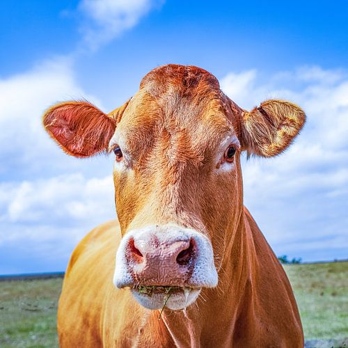 Blij als een koe in de wei