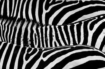 zebra abstract by Harro Schuringa