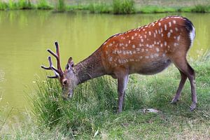 Hirsch am Gewässer von Heike Hultsch