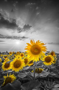 Zonsondergang met prachtige gele zonnebloemen van Melanie Viola