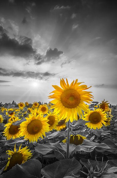 Sunset with beautiful yellow sunflowers by Melanie Viola