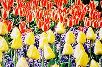 Tulipes