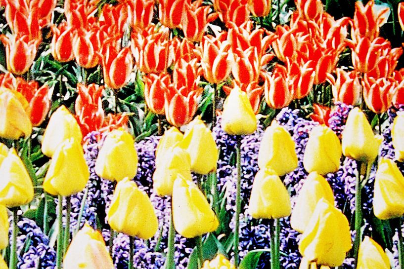 Tulips by bob brunschot