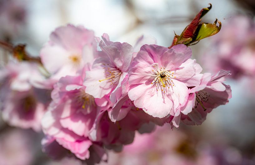 beauty macro blossom of cherry on branch with bokeh by Dieter Walther