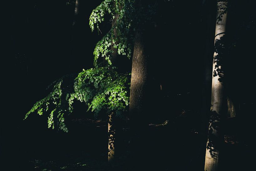 Wald von Ralf Hickmann