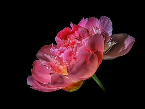 Pivoine sur Willem  Bentink