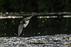 Schwarzer Ternin Flight mit schöner Hintergrundbeleuchtung.