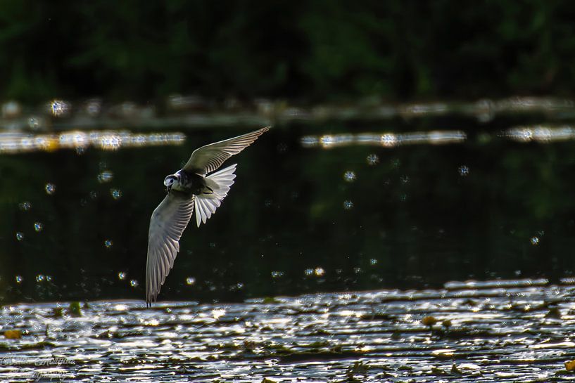Schwarzer Ternin Flight mit schöner Hintergrundbeleuchtung. von Brian Morgan