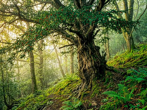 Oude taxus met rode bosbessen