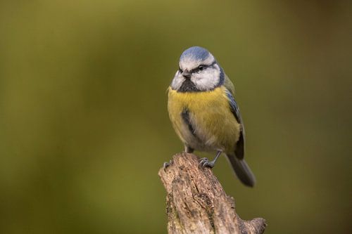 Tomtit