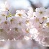 Dromerige foto van Roze bloesemtak van Elbertsen Fotografie