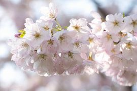 Verträumtes Foto eines rosa Blütenzweigs