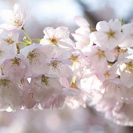 Photo de rêve d'une branche de fleur rose sur Elbertsen Fotografie