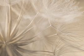 Zacht en rust: de morgenster door een sluier van pluis van Marjolijn van den Berg