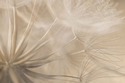 Zacht en rust: de morgenster door een sluier van pluis