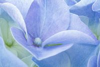 Hortensia Pastel