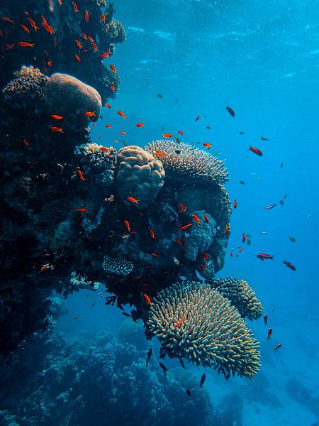 Under the Sea by Hello Pompoyo