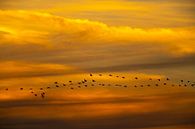 Kraanvogels vliegen in een zonsondergang tijdens de herfst van Sjoerd van der Wal Fotografie thumbnail