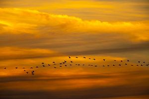 Grue cendrée volant dans un coucher de soleil en automne sur Sjoerd van der Wal Photographie