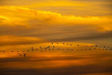 Kraanvogels vliegen in een zonsondergang tijdens de herfst