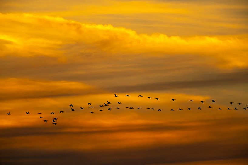 Kraanvogels vliegen in een zonsondergang tijdens de herfst van Sjoerd van der Wal Fotografie