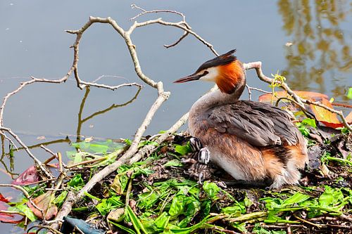 Gelassene Frühlingsstimmung: Haubentaucher mit ihrem Jungen im Nest