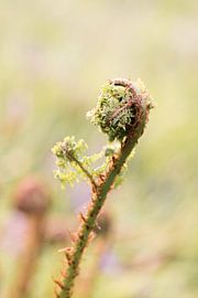 Jonge varen van Susanne van Hofwegen