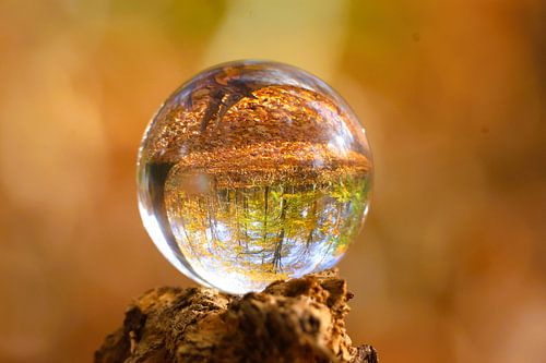 Der Herbst im Fokus oder Magischer Waldball.
