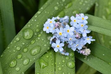 The garden after the rain by Claude Laprise