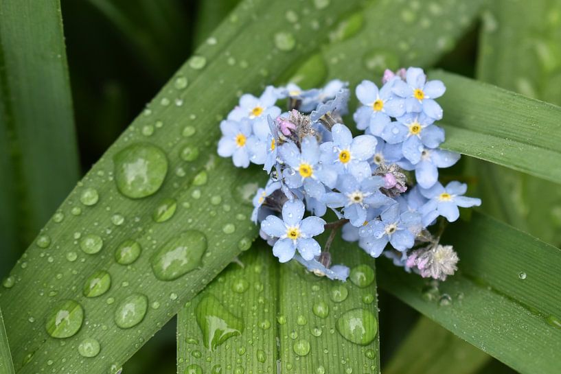 The garden after the rain by Claude Laprise