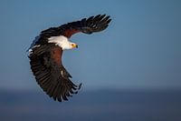 Majestätischer Schreiseeadler
