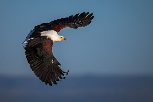 Majestic African Fish Eagle