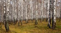 Birches