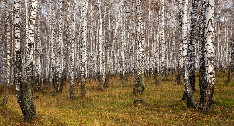 Birches by jaap van der kooij