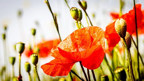 Klaproos met knoppen  in het veld