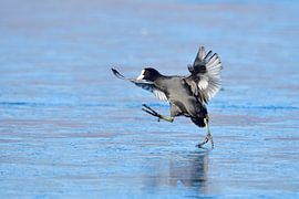Foulque macroule en hiver sur Karin Jähne