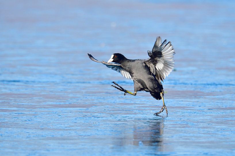 Coot in winter by Karin Jähne