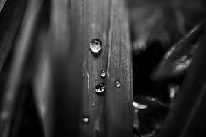 Zwart-wit macrofoto van een blad met waterdruppels