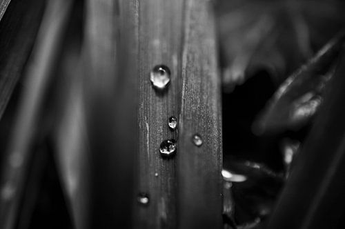 Zwart-wit macrofoto van een blad met waterdruppels