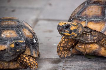 Exotische Schildkröten aus Peru – Naturfotografie in Detailansicht von NZME Photography