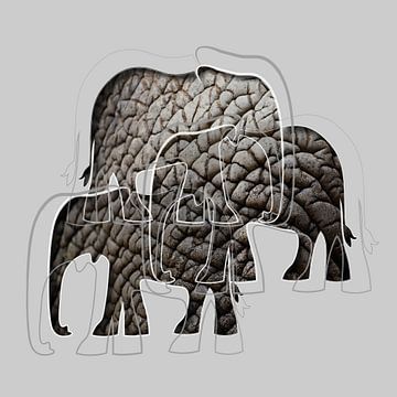 Elephants sur Color Square