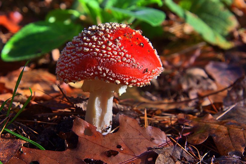 Tabouret de crapaud 3 par Edgar Schermaul