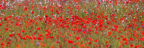 Panorama des fleurs d'été