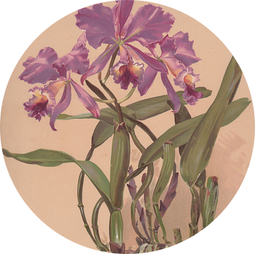 Aquarel van een orchidee van het geslacht Cattleya, Alice Bailly