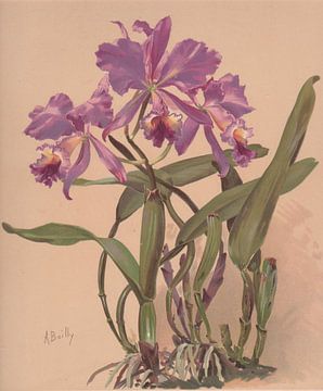 Aquarel van een orchidee van het geslacht Cattleya, Alice Bailly