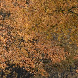 Autumn feeling by Manon Doelkamid