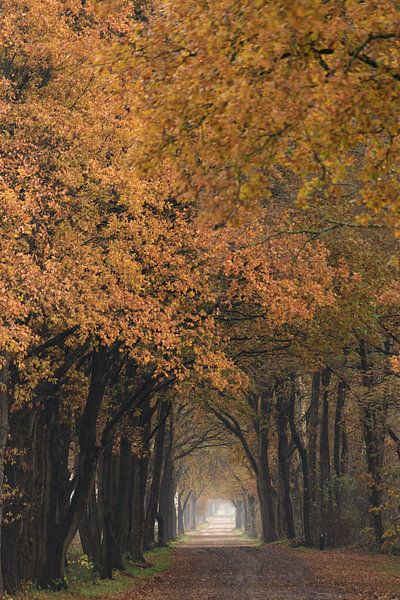 Autumn feeling by Manon Doelkamid