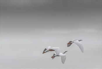 Three egrets in flight