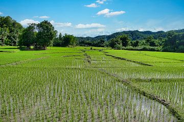 Rijstvelden Noord-Thailand van Bernd Hartner