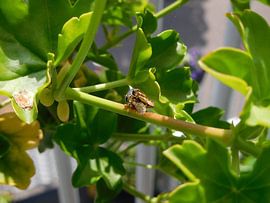 "Caught in the Act' sur Monique Bas